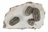 Cluster Of Three Austerops Trilobite - Jorf, Morocco #189751-1